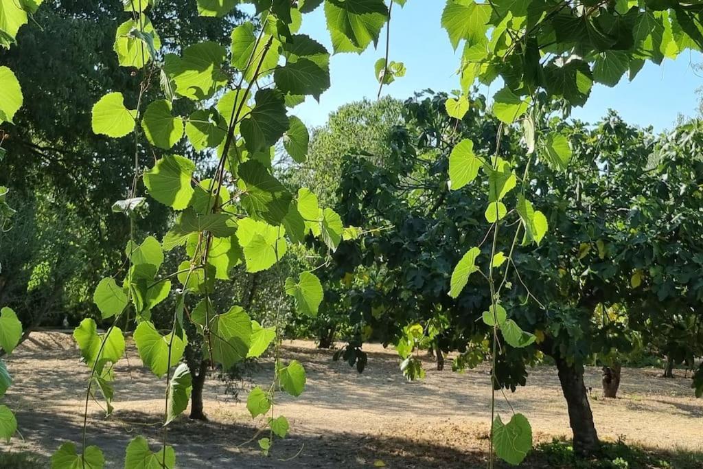 La Provencale * Uzès